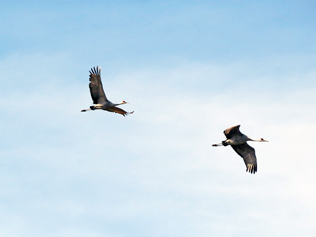 Sandhill Cranes Photo by Ventures Birding Tours